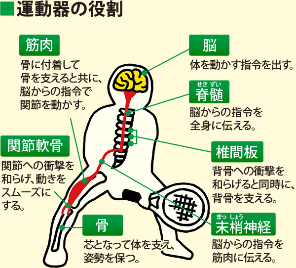 運動器の役割:[筋肉] 骨に付着して骨を支えると共に、脳からの指令で関節を動かす。[関節軟骨] 関節への衝撃を和らげ、動きをスムーズにする。[脳] 体を動かす指令を出す。[脊髄] 脳からの指令を全身に伝える。[椎間板] 背骨への衝撃を和らげると同時に、背骨を支える。[末梢神経] 脳からの指令を筋肉に伝える。[骨] 芯となって体を支え、姿勢を保つ。 