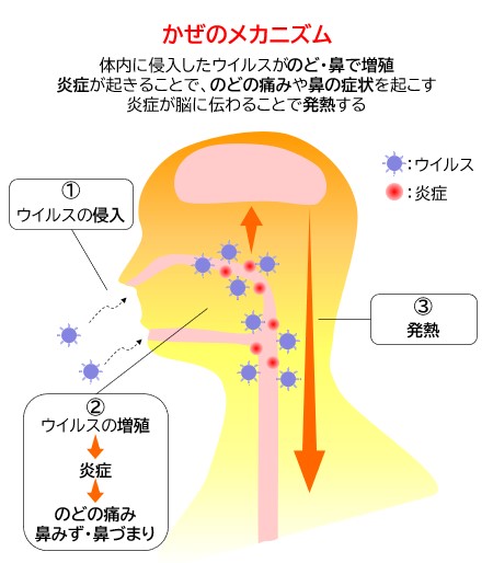 かぜのメカニズム.jpg
