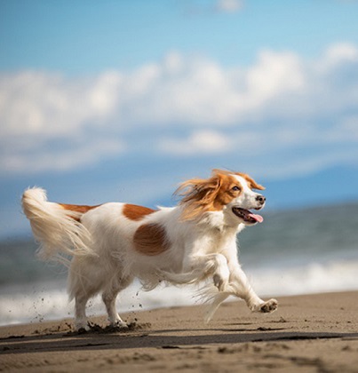 犬も腸内環境が長生きの秘訣!? 愛犬の腸活を始めよう