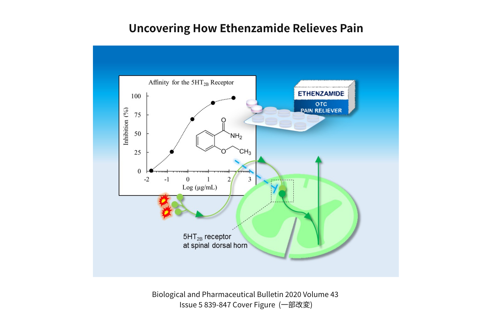 Uncovering How Ethenzamide Relieves Painの図