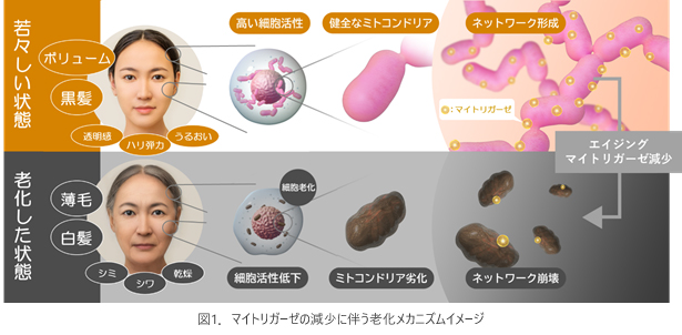 シャクヤク、ボタンピ、ユリに毛髪のアンチエイジング作用（抜け毛・うねりの減少）を発見