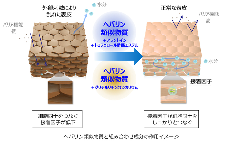外部刺激にゆらぎにくく健やかな肌へ、ヘパリン類似物質研究に新知見