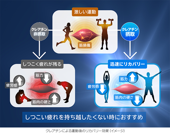 クレアチンが運動後の筋肉の硬さを速やかに軽減することをヒト試験で発見