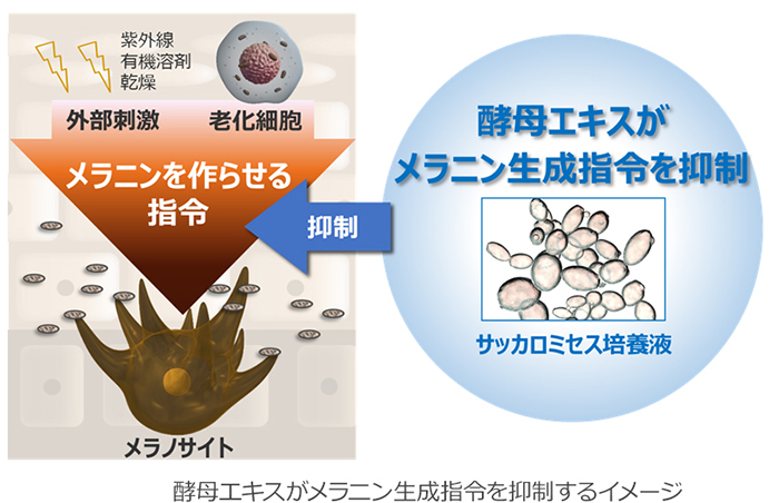 シミの引き金であるメラニン生成指令を酵母エキスが抑制