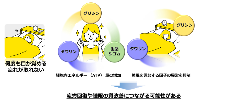 タウリンやグリシン、生薬シゴカの成分に疲労回復や睡眠の質改善につながる作用を発見！