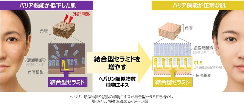 肌のバリア機能に重要な結合型セラミドを増やす成分を発見 