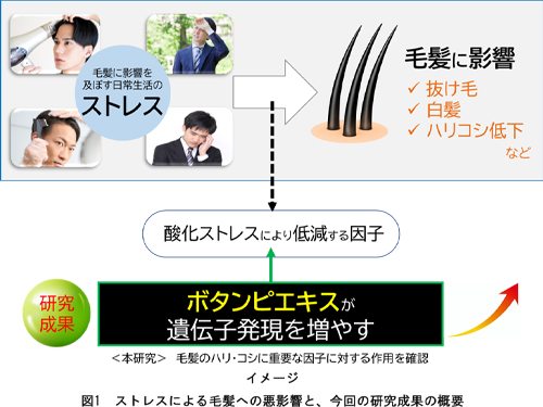 毛髪への悪影響を軽減させる可能性
