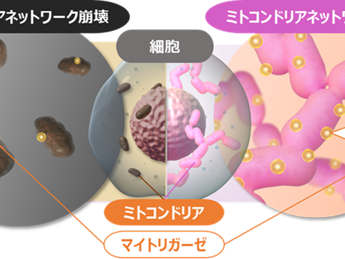 ミトコンドリア研究で新事実