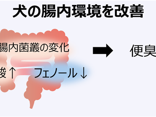 ビフィズス菌G9-1と乳酸菌KS-13が 犬の腸内環境を改善することを確認