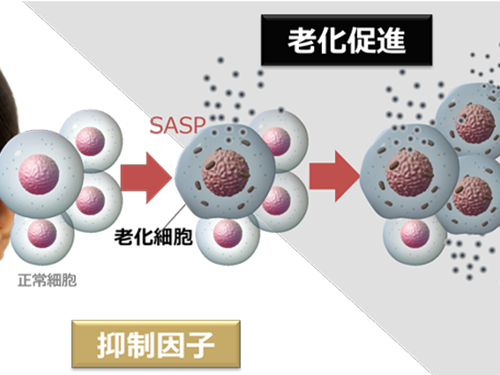 老化の連鎖を制御 ～肌老化を加速させるSASPの抑制因子を特定～