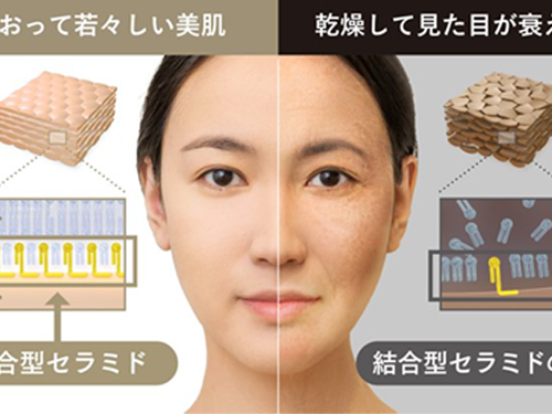 見た目の衰えを左右する「乾燥」と「結合型セラミド」の関連性を新解明