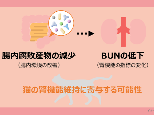 猫の腸内環境改善が腎機能維持に寄与する可能性
