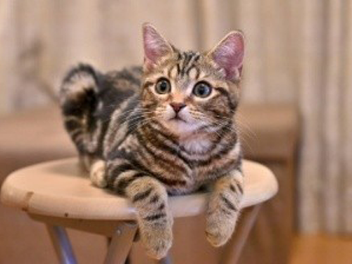 大正製薬『ねこちゃんの健康に関する意識調査』を実施
