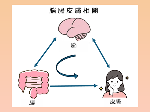 美肌は「脳」から！？ 「脳(のう)腸(ちょう)皮膚(ひふ)相関(そうかん)」に注目