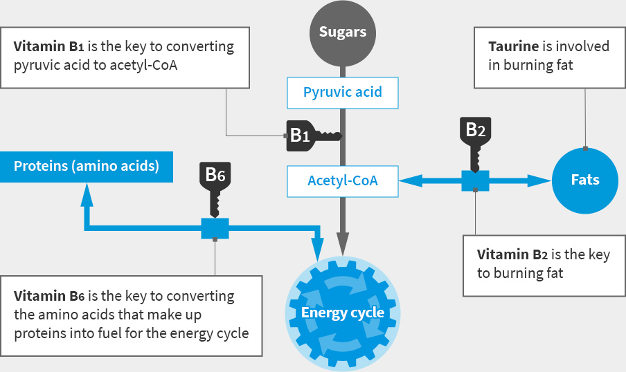 Energy cycle