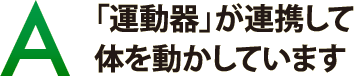 「運動器」が連携して体を動かしています 