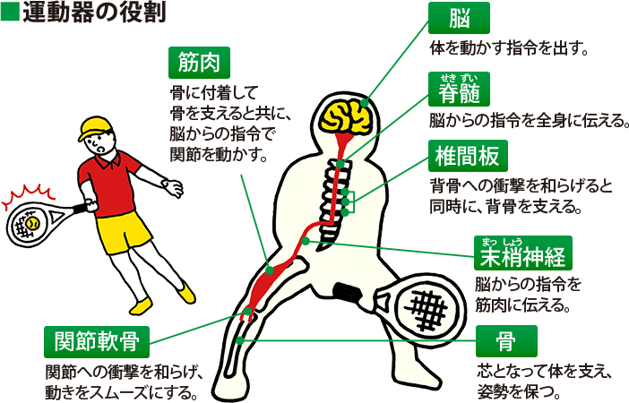 運動器の役割:[筋肉] 骨に付着して骨を支えると共に、脳からの指令で関節を動かす。[関節軟骨] 関節への衝撃を和らげ、動きをスムーズにする。[脳] 体を動かす指令を出す。[脊髄] 脳からの指令を全身に伝える。[椎間板] 背骨への衝撃を和らげると同時に、背骨を支える。[末梢神経] 脳からの指令を筋肉に伝える。[骨] 芯となって体を支え、姿勢を保つ。