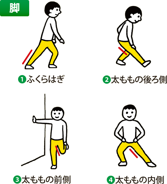 脚:1 ふくらはぎ、2 太ももの後ろ側、3 太ももの前側、4 太ももの内側