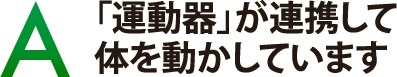 「運動器」が連携して体を動かしています