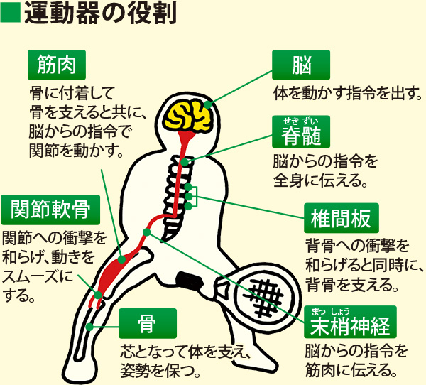 運動 器 系 に関する 記述 で ある