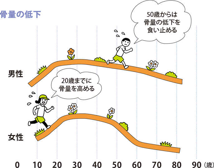 骨量の低下:20歳までに骨量を高める、50歳からは骨量の低下を食い止める