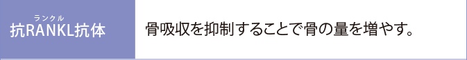 抗RANKL抗体:骨吸収を抑制することで骨の量を増やす。