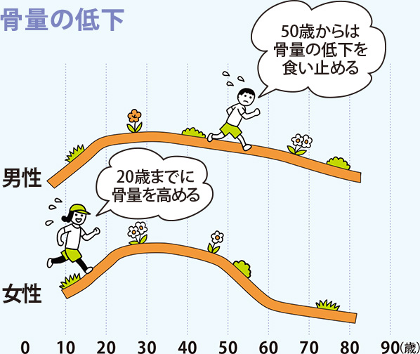 骨量の低下:20歳までに骨量を高める、50歳からは骨量の低下を食い止める