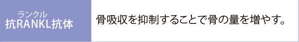 抗RANKL抗体:骨吸収を抑制することで骨の量を増やす。