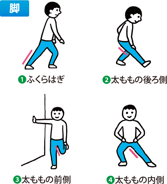 脚:1 ふくらはぎ、2 太ももの後ろ側、3 太ももの前側、4 太ももの内側